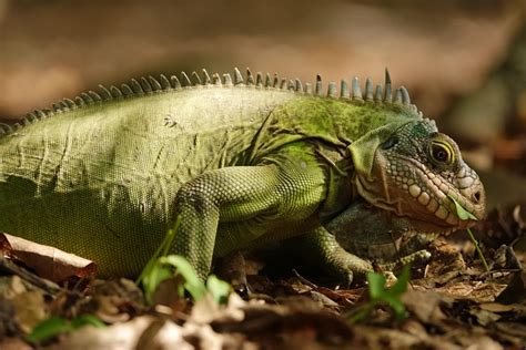iguana poza discord|Peste 1.000 de fotografii gratuite cu Iguana și Iguană .